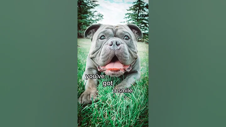 American Bully actually has a contagious smile. #dog #dogs #americanbully - DayDayNews