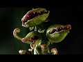 PLANTA CARNÃVORA GIGANTE - A ARVORE DEVORADORA DE HOMENS 