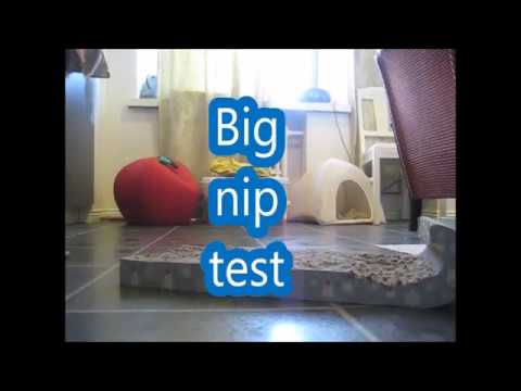 catnip oil Catnip test