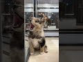 #唯一無二の存在感#しばいぬ #柴犬 #柴犬×ポメラニアン#豆柴 #japan #mix犬 #日本 #しばけん#しばいぬ