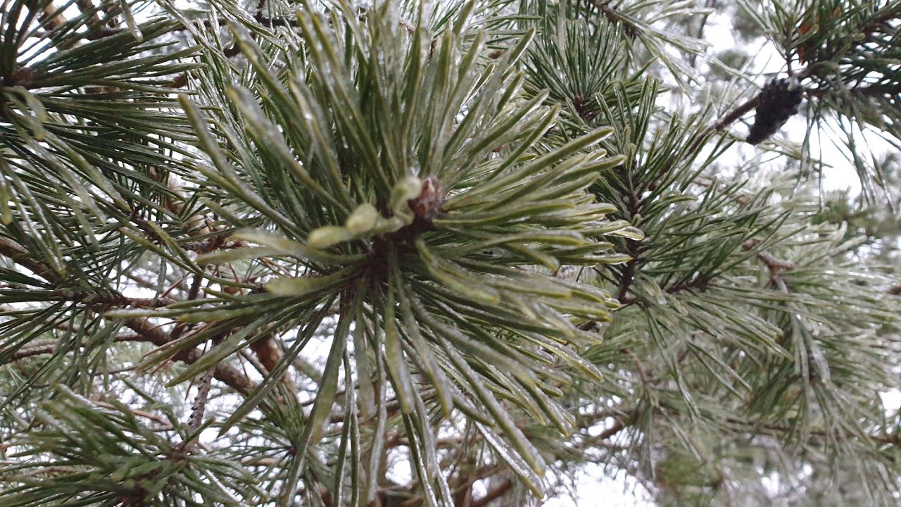 День жестянщика - YouTube