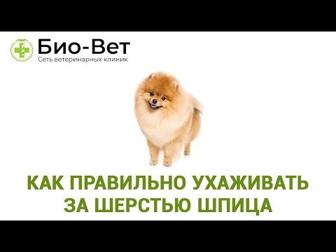 Как правильно ухаживать за шерстью померанского шпица