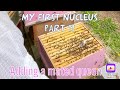 My first nucleus: Part 11 adding a honeyfields mated Buckfast queen to our swarmed hive
