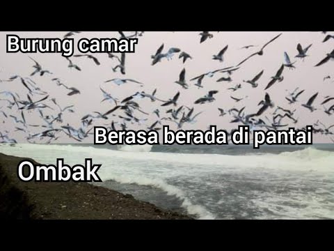 suara ombak dan burung camar bersautan suasana pantai