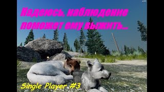 видео: Наблюдение над Рэйном. Бабочка выжила! Прохождение WolfQuest Anniversary Edition №3 картинка: Наблюдение над Рэйном. Бабочка выжила! Прохождение WolfQuest Anniversary Edition №3