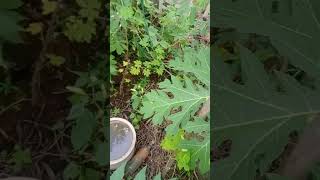 LIHAT KEBUNKU ADA NILA, CABE ,, JAGUNG DLL
