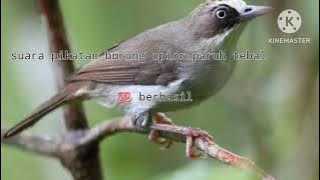 suara pikatan burung opior paruh tebal