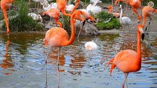 Flamingo นกฟลามิงโก