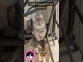 Olha o passinho do gatinho #GatoDançando #Gatinho #Piseiro #Viral #Shorts #catdance  #CuteKitten
