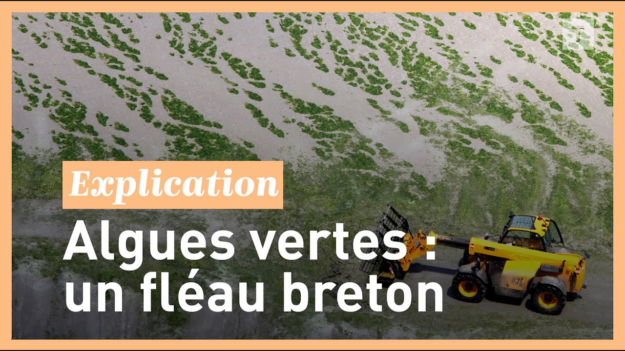 Algues vertes en Bretagne : la vidéo pour tout comprendre au problème