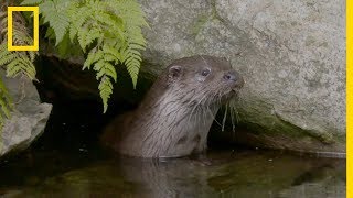 Le drôle de quotidien de la loutre d'Europe