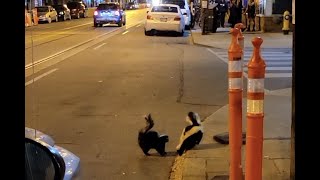 Skunk Fight!