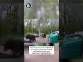 Mama Bear and Cubs Traipse Through Connecticut Backyard