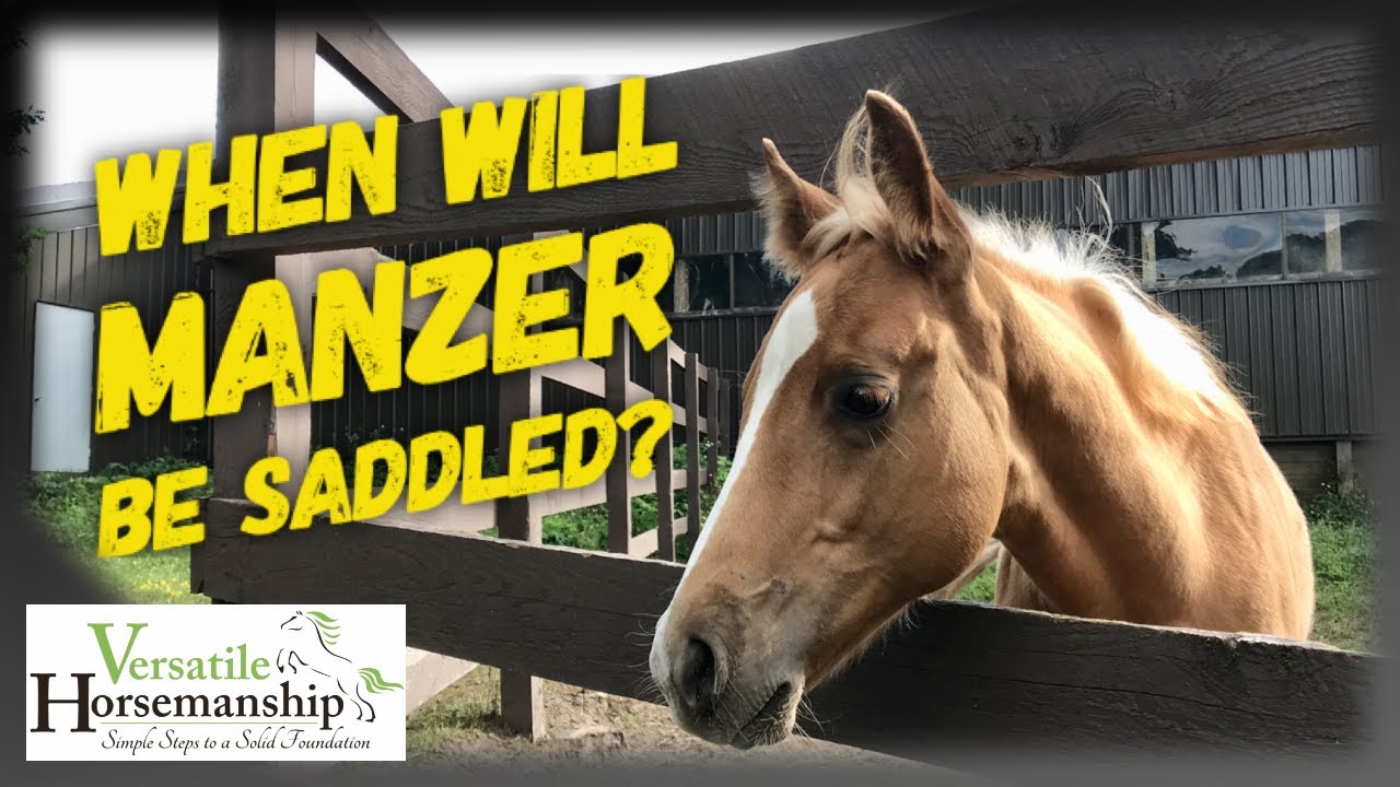 Manzer Rider WHEN WILL MANZER BE SADDLED? //Versatile Horsemanship - YouTube