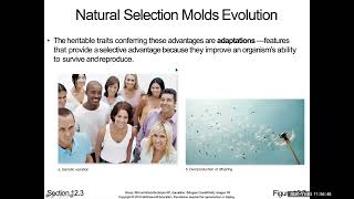 64  C12P4 NS Molds Evolution B21