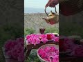 حت ى الج م اد ات ح ن ت ح ين ج اور هاس ل ج ذ ع م حر اب ه ي رو ي ل ك الخ ب را ﷺ اكسبلور لايك