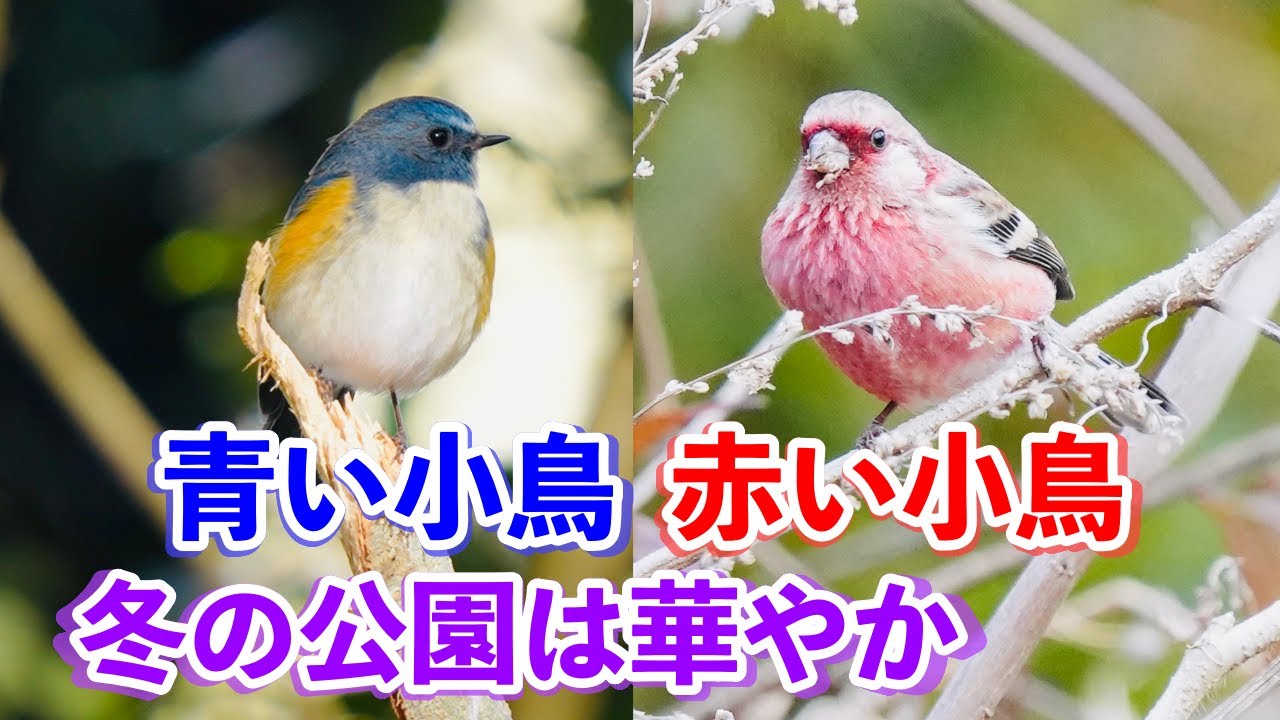 青い鳥に赤い鳥。冬の公園は華やかです。ルリビタキやベニマシコ