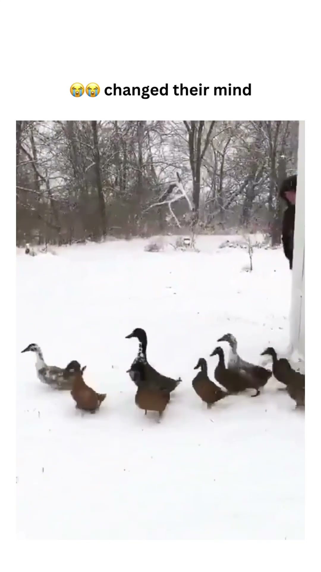 Watch some duckies change their mind after feeling that prvnci