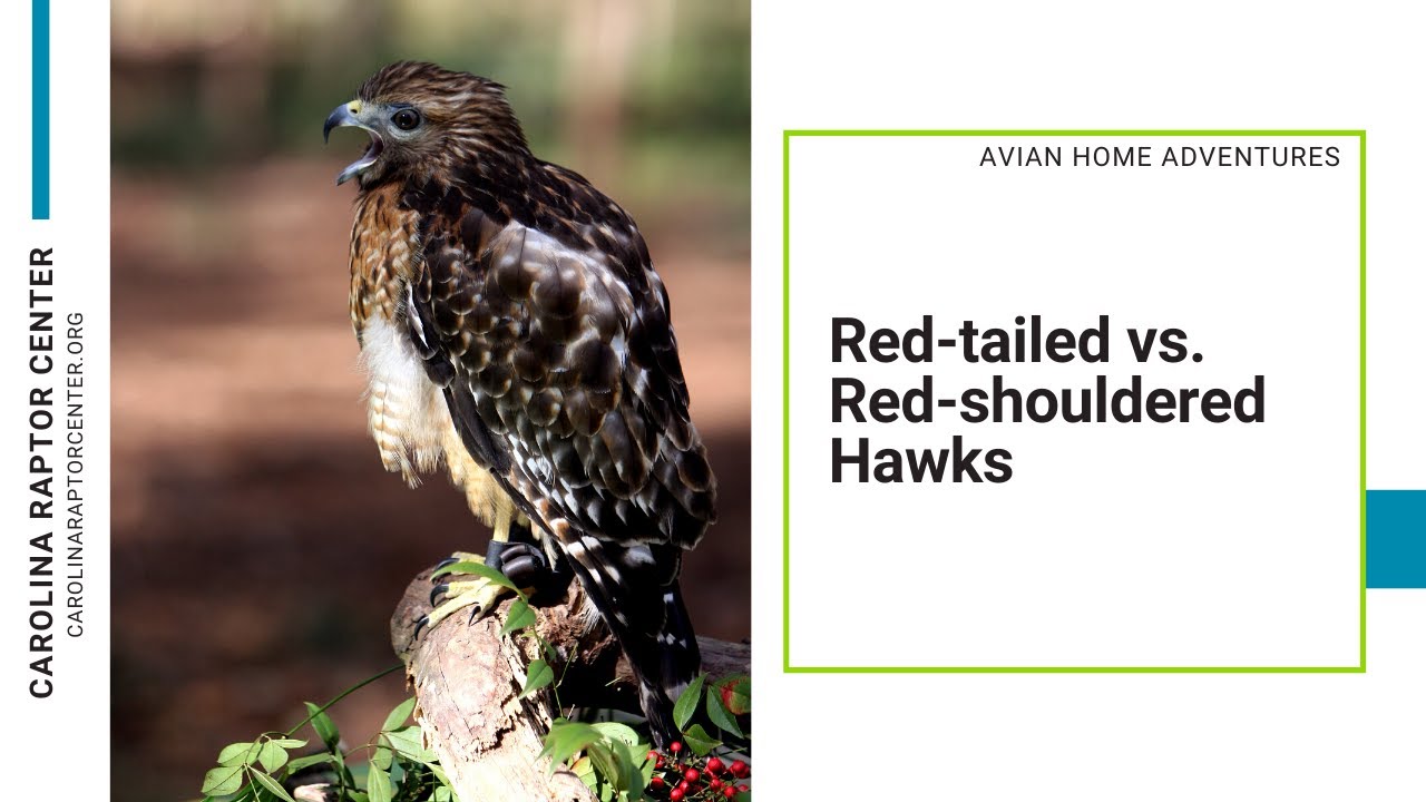red tailed hawk vs red shouldered hawk red tailed hawk vs red shouldered hawk