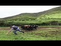 Carlos So Close To Danger - Tão Perto Do Perigo - JAF Bulls - Terceira Island - Azores