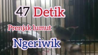 Download Lagu prenjak lumut ngeriwik