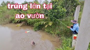 Câu cá rô,cá rô phi,điểm câu này luôn trúng bầy cá rô phi | vui miền tây vlog