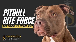 Pitbull Bite Force: How Strong Is A Pitbull Bite?