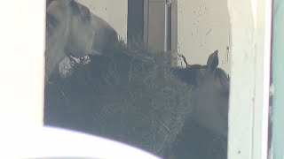 Horse trainer suspended after unusual deaths of two horses before Kentucky Derby