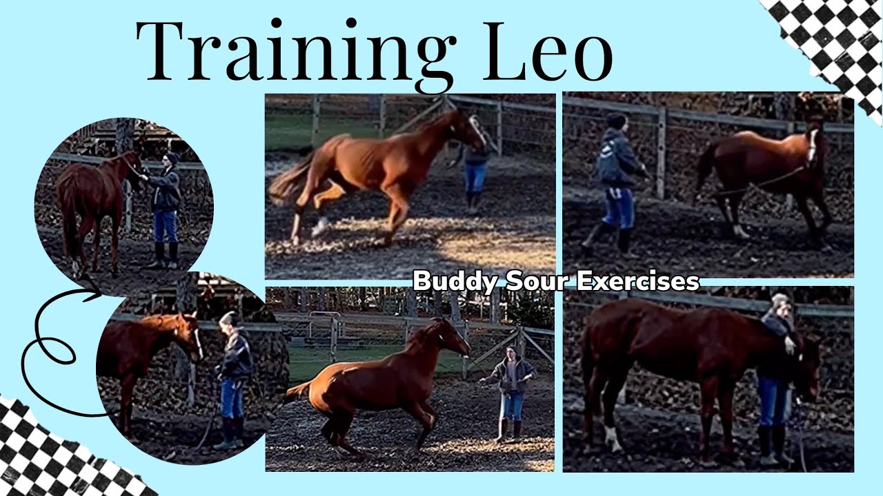 Buddy Rour Training OTTB Leo: Day 11 Fundamentals Buddy Sour Exercises - YouTube