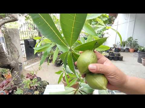 Why is it Called Money Tree (Malabar Chestnut, Pachira Aquatica) with Care and Propagation Tips