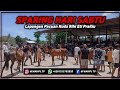 Tempat Adu Kecepatan Kuda Pacu Sumba Timur