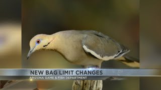 White-winged dove limit changed for Arizona hunters