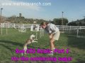 2 X 2 Weave Pole Training - Part 1 (Zelda) 2 X 2 Weave Pole Training - Part 1 (Zelda)