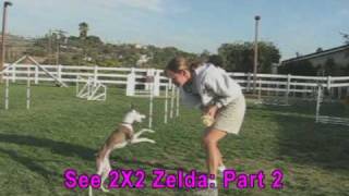2 X 2 Weave Pole Training - Part 1 (Zelda)