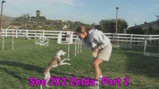 2 X 2 Weave Pole Training  Part 1 (Zelda)