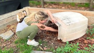 DIGGING UP BABY TORTOISE EGGS AFTER STORM!