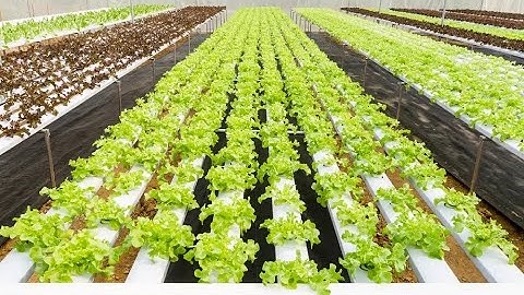 Water IoT Monitoring System for Aquaponics Health