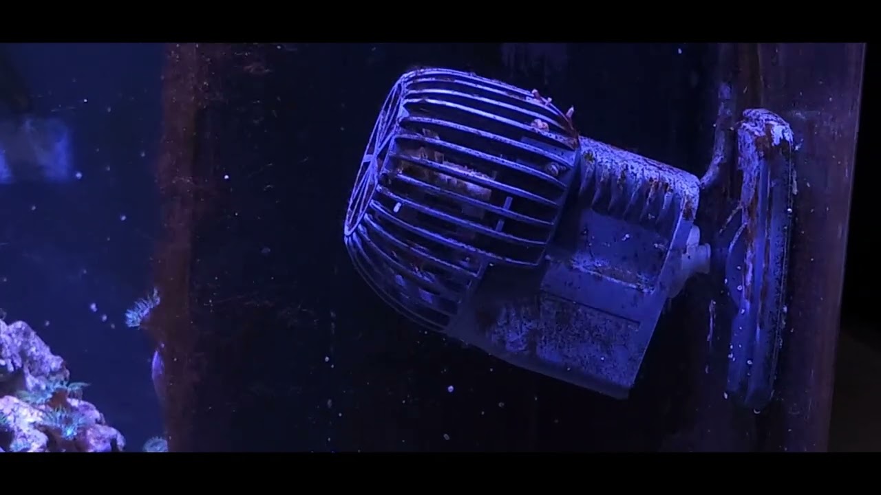 Estado algas NanoReef 14 Febrero 2026