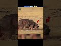 ये है जानवरों का Doctor Oxpecker Bird का Secret काम | #shortsfeed#animals#birds #shorts