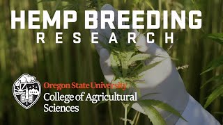 OSU Hemp Breeding