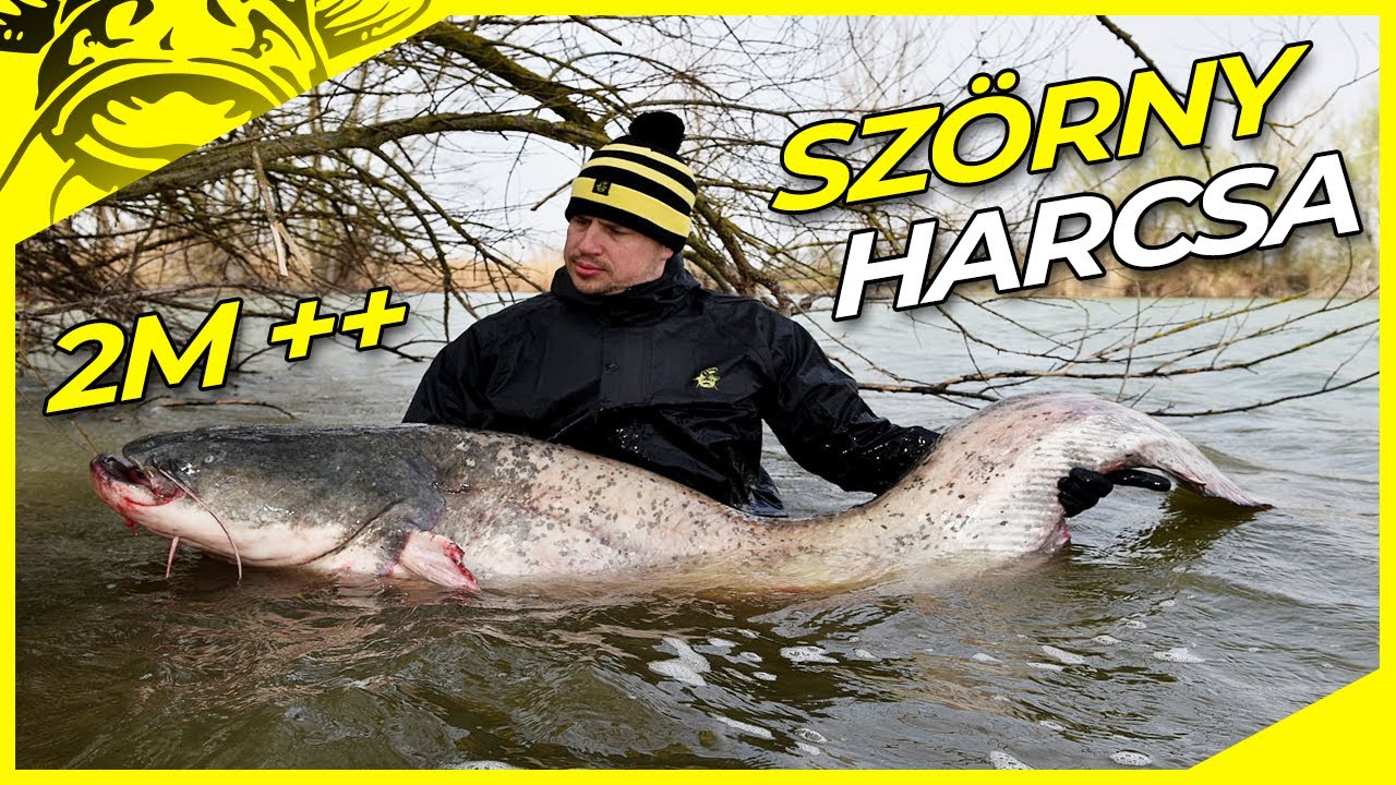 XXL szörnyharcsa FOGÁS !! | Harcsázás Magyarországon | Harcsázás tavon bójákkal