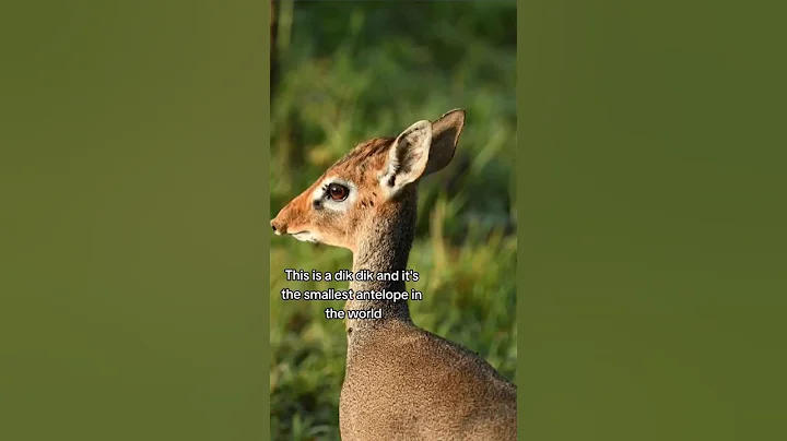 The smallest antelope in the world 🥹 #travelafrica #dikdik #africawildanimals #shorts
