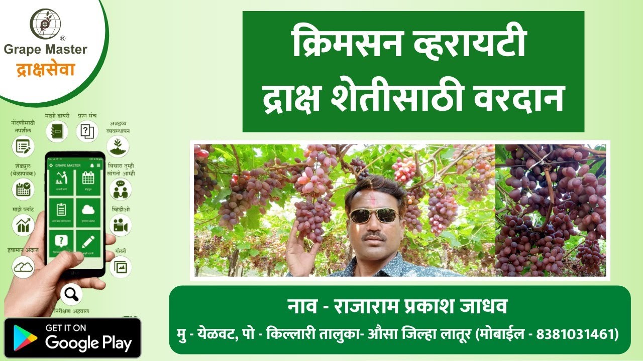 क्रिमसन व्हारायटी द्राक्ष शेती साठी वरदान