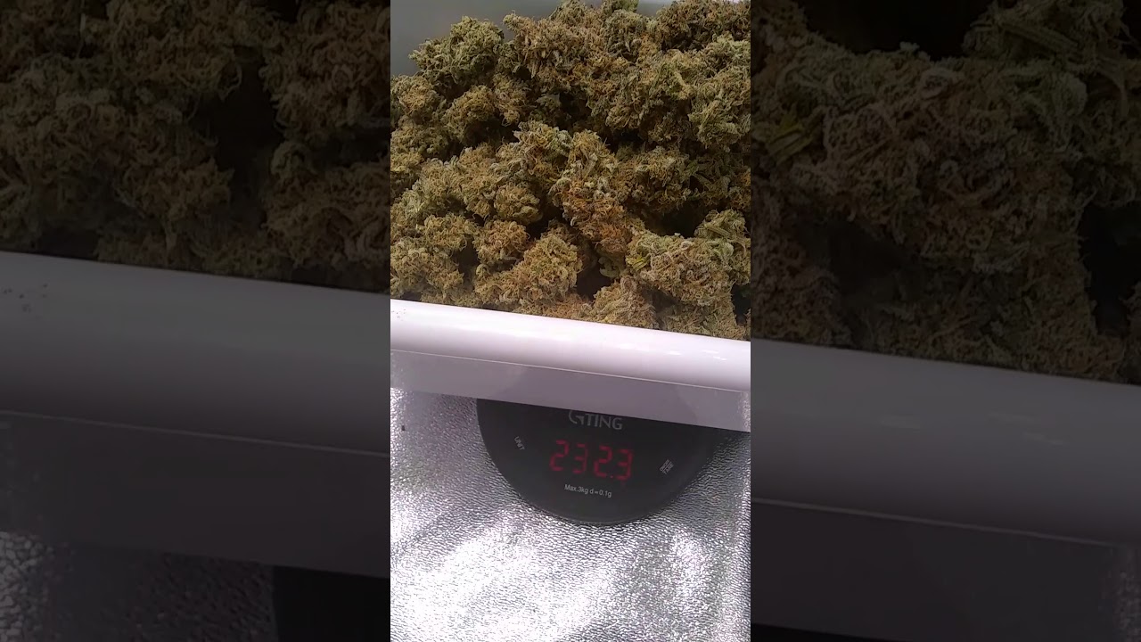 half pound off of the 9lb hammer plant