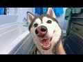 My Husky Needs a Bath