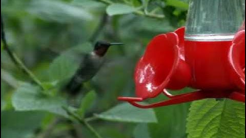 The Ruby-throated Hummingbird (30 Seconds)