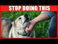 14 Things You Must Stop Doing to Your Dog