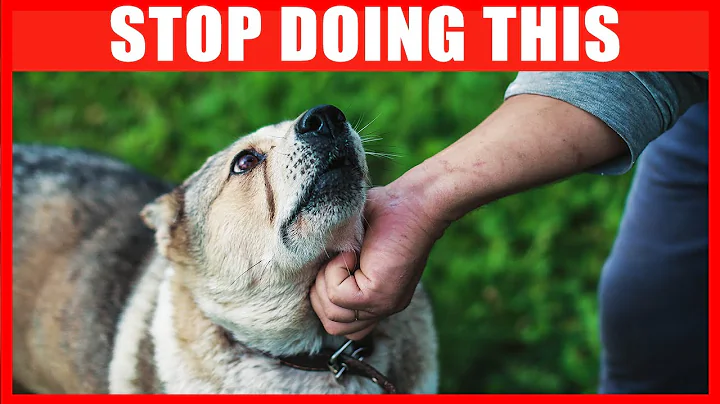 14 Things You Must Stop Doing to Your Dog - DayDayNews