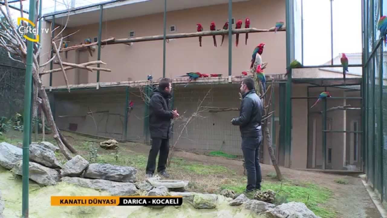 KANATLI DÜNYASI - PAPAĞAN