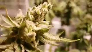 CanCannGrow LIVE In The Garden Harvest And Bud Washing   E10